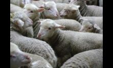 Grain finishing has seen an exceptional quality of lambs delivered to the saleyards this winter.