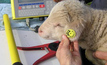 Industry rejects mandatory sheep tags