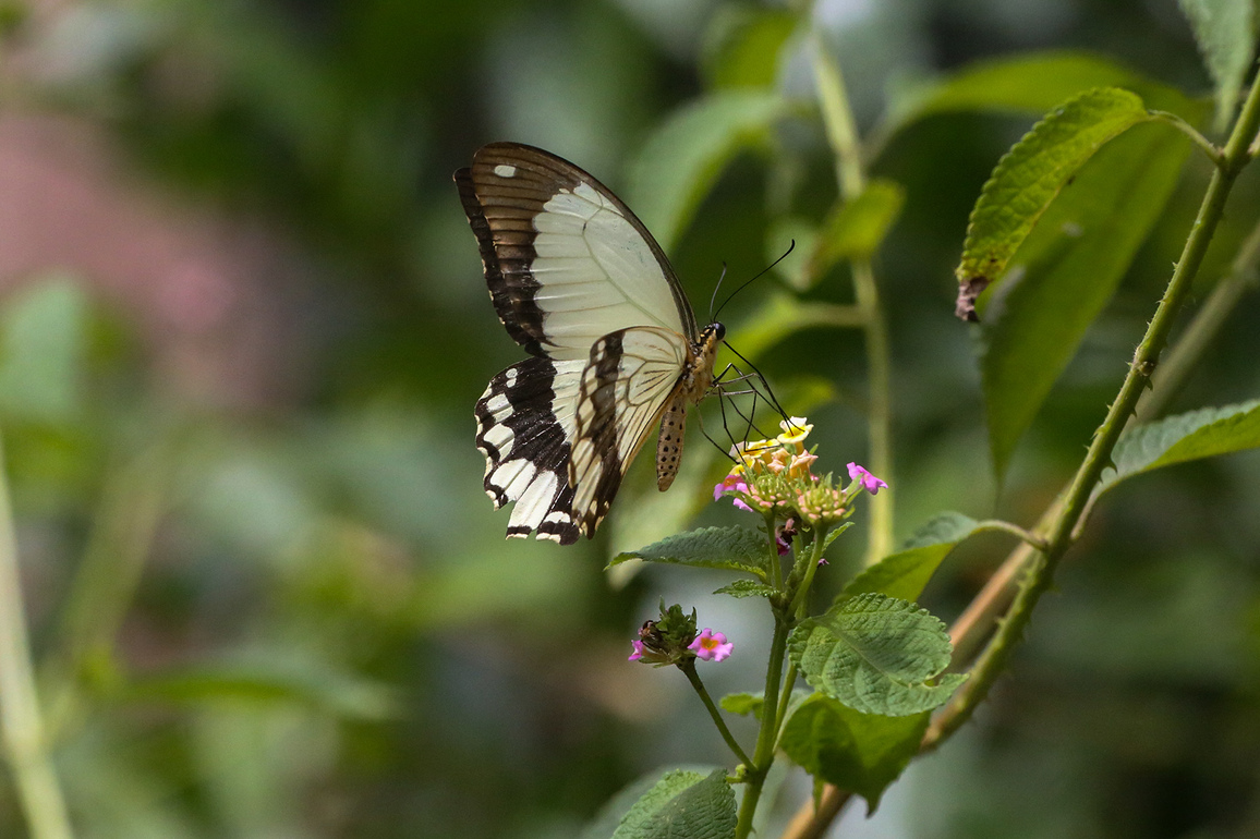 TANZANIA-ZANZIBAR-BUTTERFLY SANCTUARY