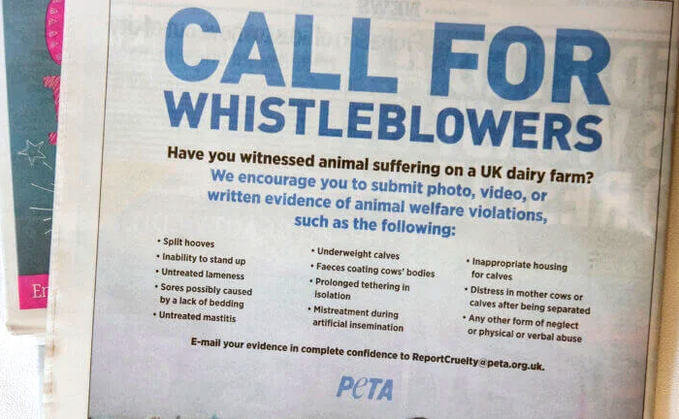 Farmer anger as PETA advert calls for dairy whistleblowers