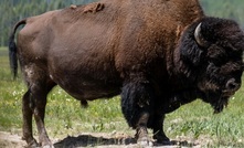 Bison IPO offers real wildcat gold play in Nevada 