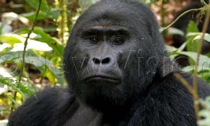 Rafiki killer sentenced to 11 years in jail Rafiki killer sentenced to 11 years in jail