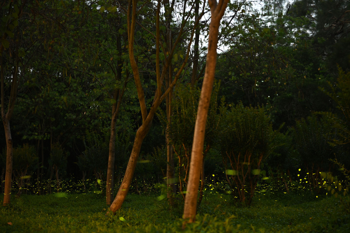 CHINA-GUANGDONG-GUANGZHOU-FIREFLIES (CN)