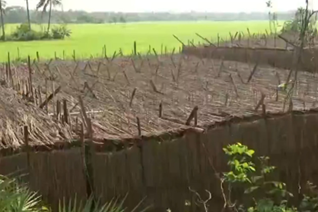 Yet to come into existence: Purba Medinipur farmers, traders demand Betel Leaf Research Institute