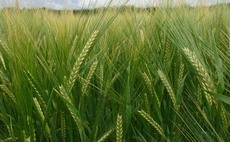 Uncertain grain market calls for dual-purpose spring barley