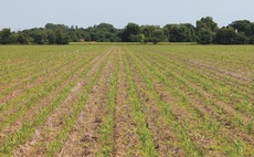 Using maize in arable rotations