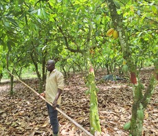 Côte d'Ivoire's cocoa industry preps for an era of escalating climate impacts