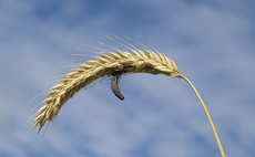 Farmers given new guidance to control ergot