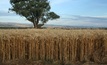 Winter crop production to hit record high: ABARES