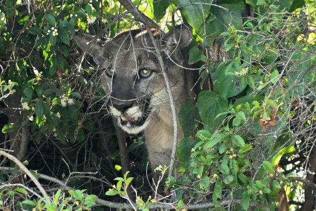 SoCal hiker captures close encounter with mountain lion near Ojai