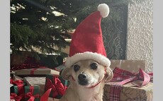 Pension professionals and their pets - Christmas 2023