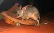 Thunderbird was found to hold few risks for the Greater Bilby.