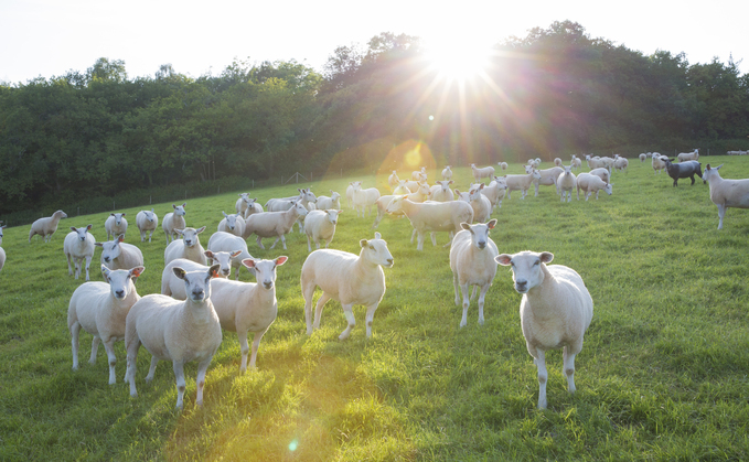 Bluetongue vaccine licence available in England