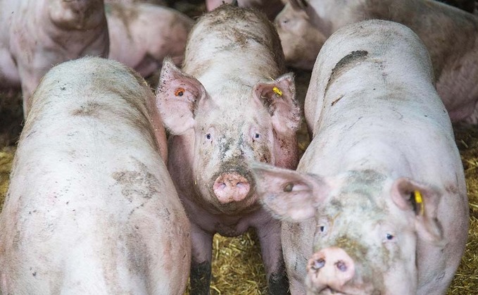 Covid-19 abattoir closure sees building backlog of pigs on farm