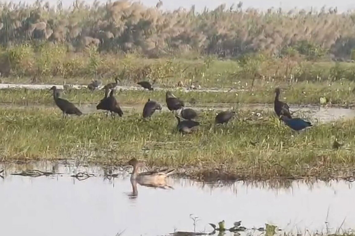 Over two lakh migratory birds arrive at Chilika Lake; authorities tighten patrolling against poaching