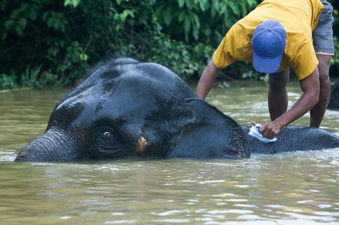 MYANMAR-BAGO-WORLD ELEPHANT DAY
