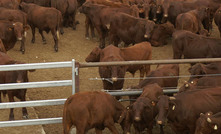 Indonesian beef import expansion has Aussies primed