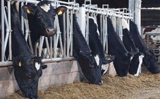 B vitamins in dairy cows: Why they matter more than you think