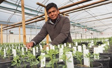  Agriculture Victoria lentil breeder, Dr Arun Shunmugam. Picture courtesy Agriculture Victoria.