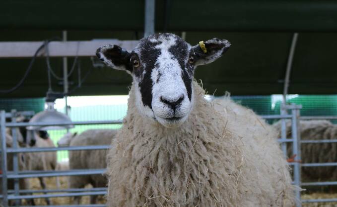 "In the past, we have chosen to overlook isolated incidents. However, due to
the repeated nature of these attacks, we feel we have no choice but to close all areas of
the farm, that are not on public footpaths, with immediate effect." (Bishop's Court Farm)