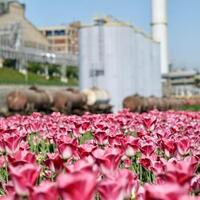 Feature: China's green transition experience helps Serbia build "green mines"