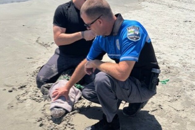N.C. police respond after alligator crawls from ocean to join stunned tourists on beach