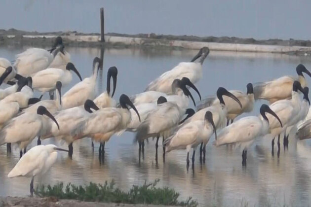Black-headed Ibis, spotted in large numbers in Thoothukudi salt pans in Tamil Nadu