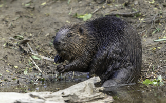 Defra confirms return of wild beavers in bid to reduce flood risk and boost biodiversity