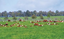 Steps to successful pasture establishment