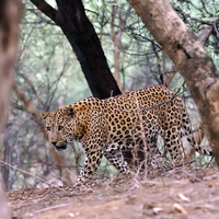 Maharashtra: Leopard's jaws can't quell 5-year-old's will to live!