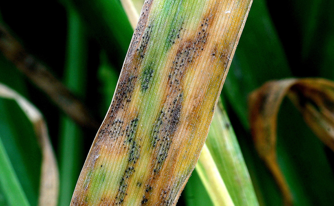 Experts warn crops may need helping hand to withstand septoria threat
