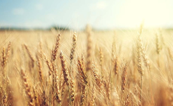 Strong start to the year in wheat markets