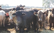 Perennial pasture establishment costs pay off