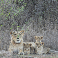 Asiatic lion numbers surge 32 per cent in five years, touch 891: Report