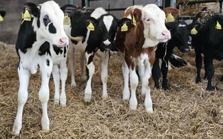 Consistent calf rearing approach reduces weaning age