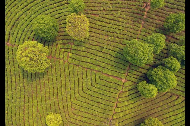 Chinese tea farmer strives for better life through live-streaming