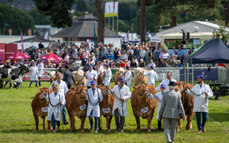 Top tips for preparing your cattle this show season