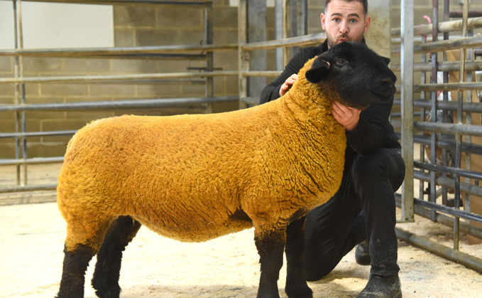 Top price shearling gimmer at 3,000gns