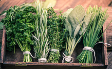 Nazca Capital backs Herbex