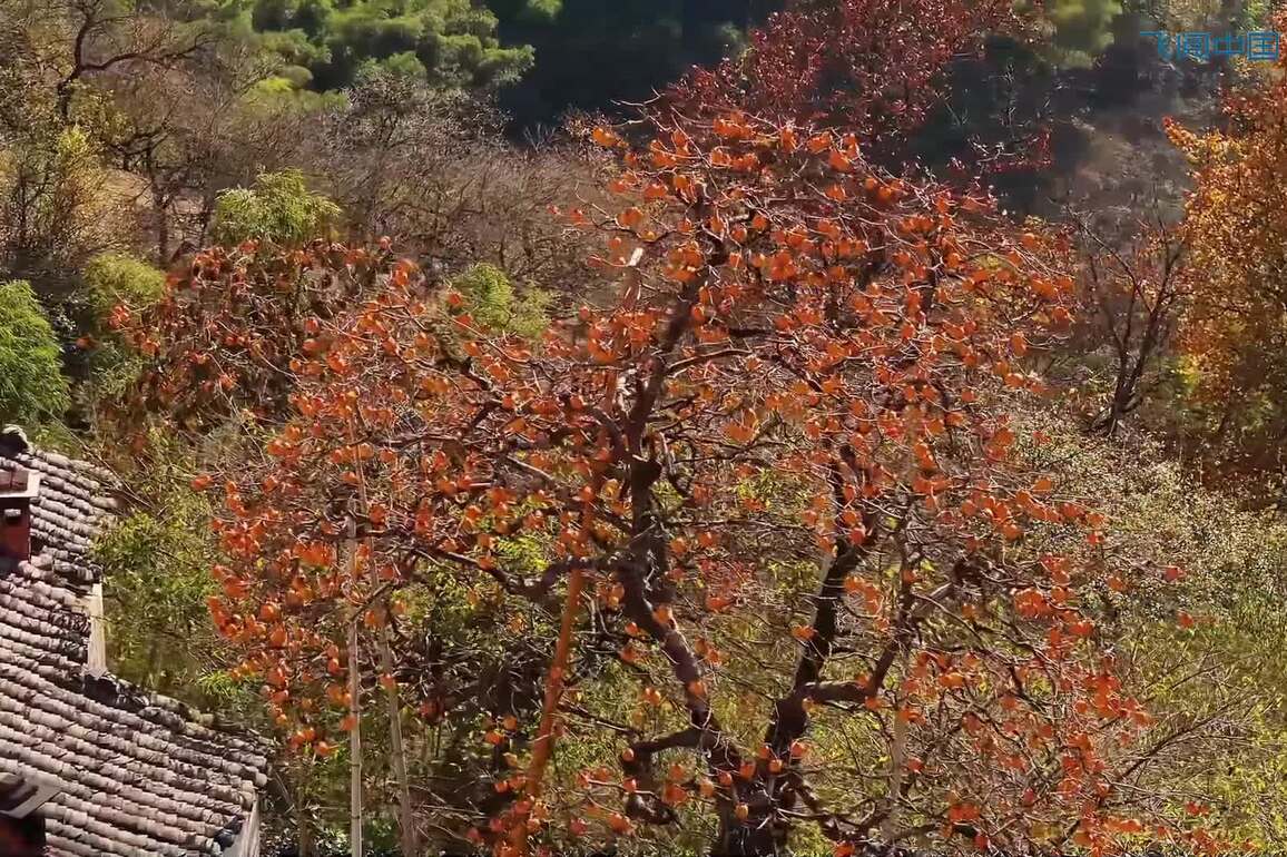 60"FlyOverChina | Mountain village celebrates bountiful harvest of lantern persimmons