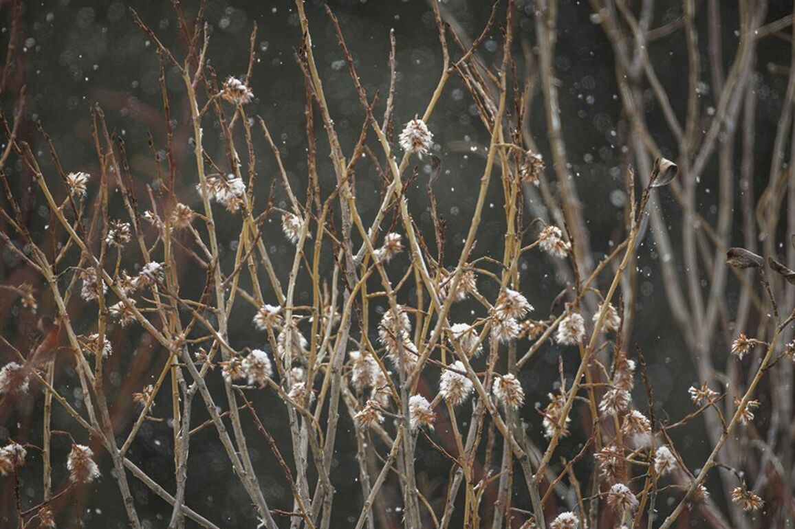 On the Road- The first flowers of spring
