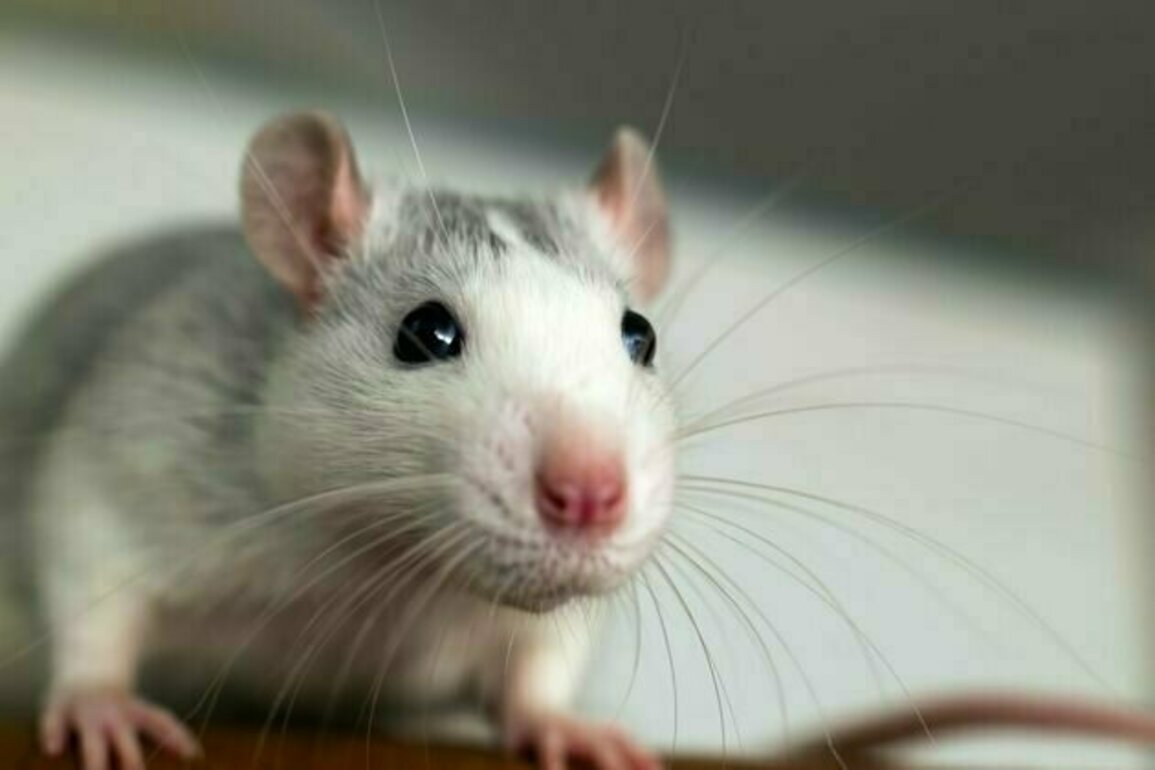 How mice 'listen' with their whiskers