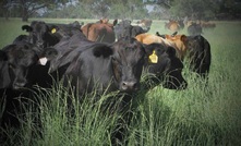 Pasture benefits of going native