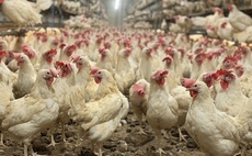 Free-range egg production boosts income and growth on Northern Ireland family farm