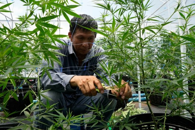 Who Will Win in Thailand&#039;s Cannabis Industry