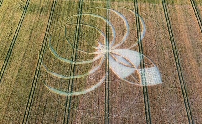 Police said criminals had damaged a farmer's field by carving out a massive spider-like figure out of the farm's crops. (Dorset Police Rural Crime Team) Police said criminals had damaged a farmer's field by carving out a massive spider-like figure out of the farm's crops. (Dorset Police Rural Crime Team)