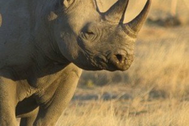 Rhinos come to the bond market, and other species may follow