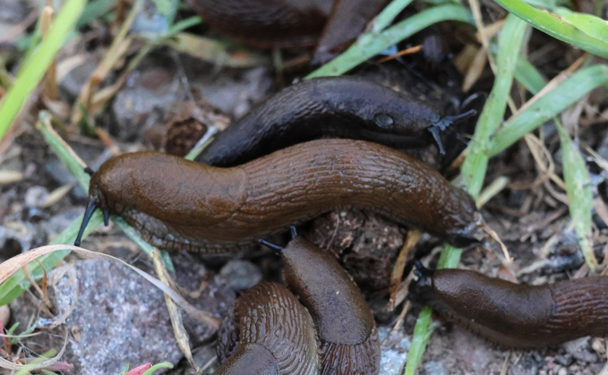 Slug populations have increased significantly over the summer
