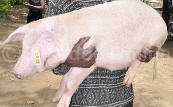 Omu Ku batuuze b'e Kalungi ng'alaga embizzi ky'afunye Omu Ku batuuze b'e Kalungi ng'alaga embizzi ky'afunye