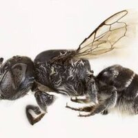 'Lucifer' bee with devil-like horns discovered in Australia